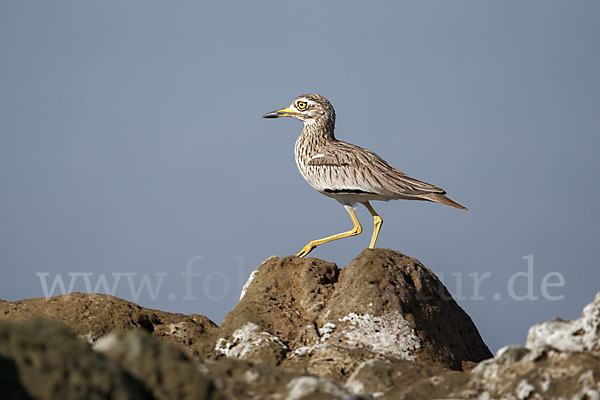 Senegaltriel (Burhinus senegalensis)