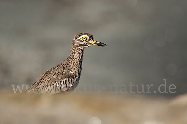 Senegaltriel (Burhinus senegalensis)