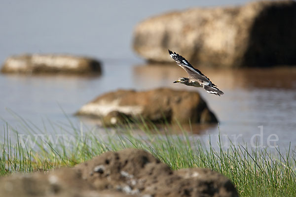 Senegaltriel (Burhinus senegalensis)