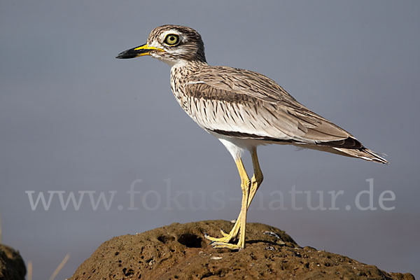 Senegaltriel (Burhinus senegalensis)