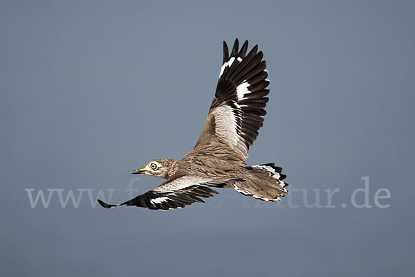 Senegaltriel (Burhinus senegalensis)