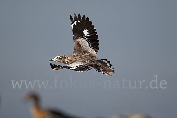 Senegaltriel (Burhinus senegalensis)