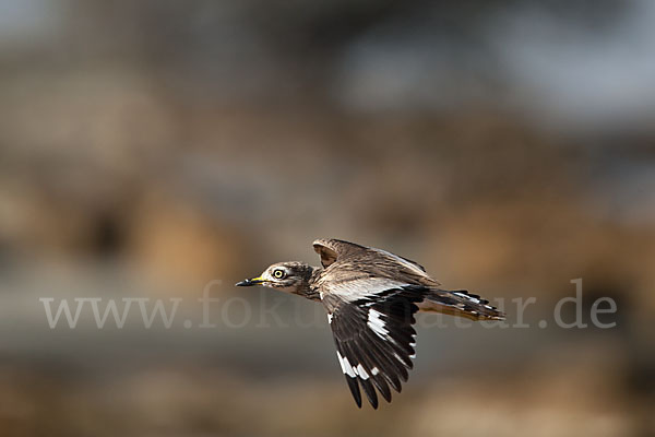 Senegaltriel (Burhinus senegalensis)