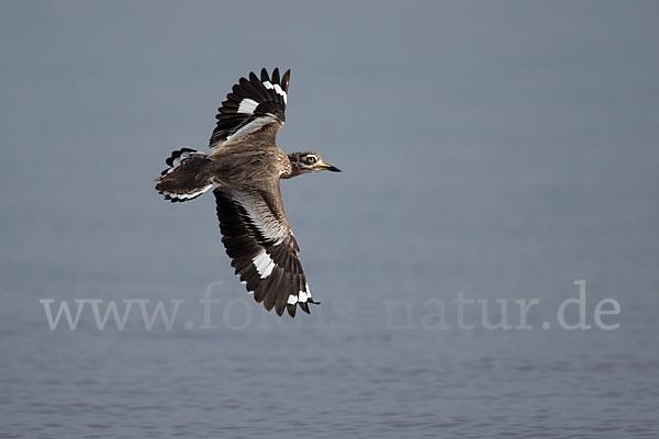 Senegaltriel (Burhinus senegalensis)