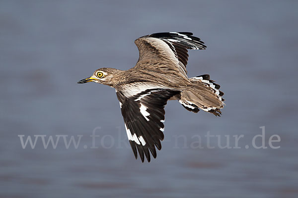 Senegaltriel (Burhinus senegalensis)