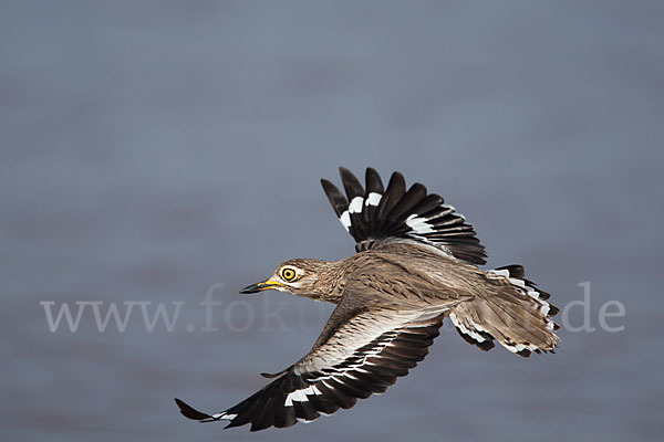 Senegaltriel (Burhinus senegalensis)