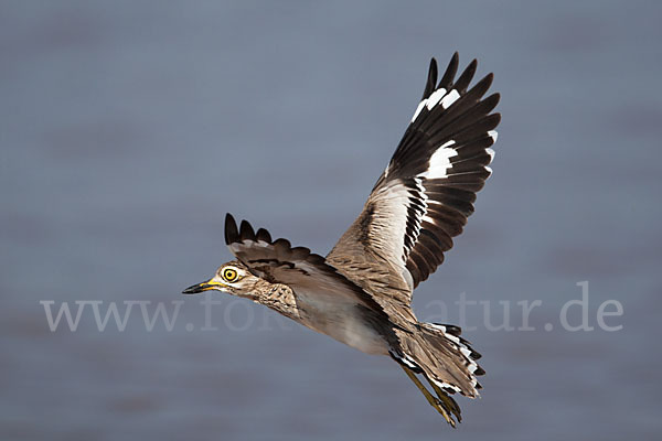 Senegaltriel (Burhinus senegalensis)