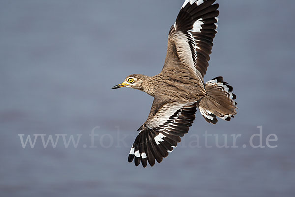 Senegaltriel (Burhinus senegalensis)