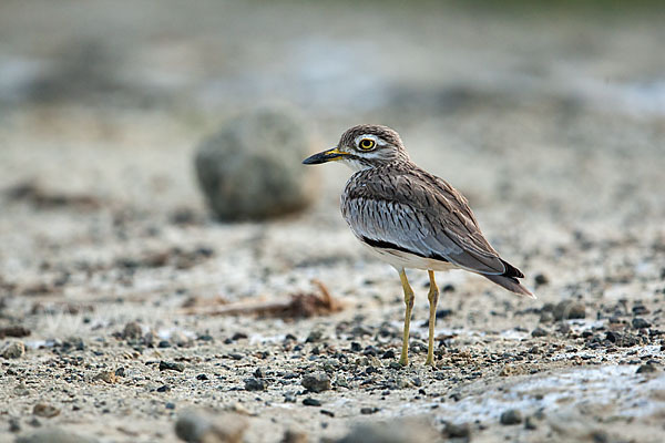 Senegaltriel (Burhinus senegalensis)