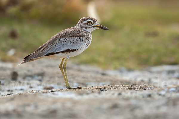 Senegaltriel (Burhinus senegalensis)