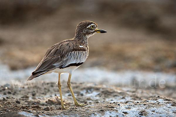 Senegaltriel (Burhinus senegalensis)