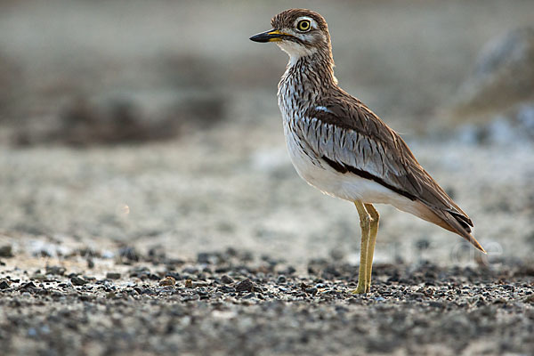 Senegaltriel (Burhinus senegalensis)