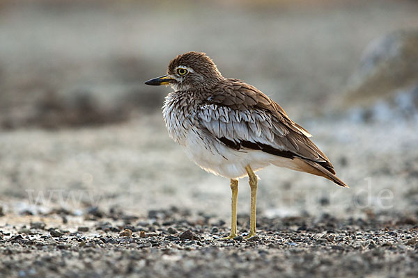 Senegaltriel (Burhinus senegalensis)