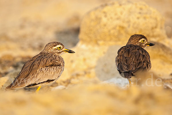 Senegaltriel (Burhinus senegalensis)