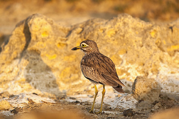 Senegaltriel (Burhinus senegalensis)