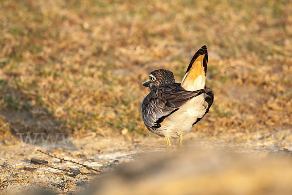 Senegaltriel (Burhinus senegalensis)