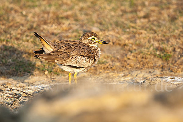 Senegaltriel (Burhinus senegalensis)