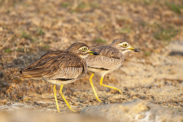 Senegaltriel (Burhinus senegalensis)