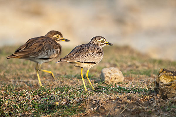 Senegaltriel (Burhinus senegalensis)