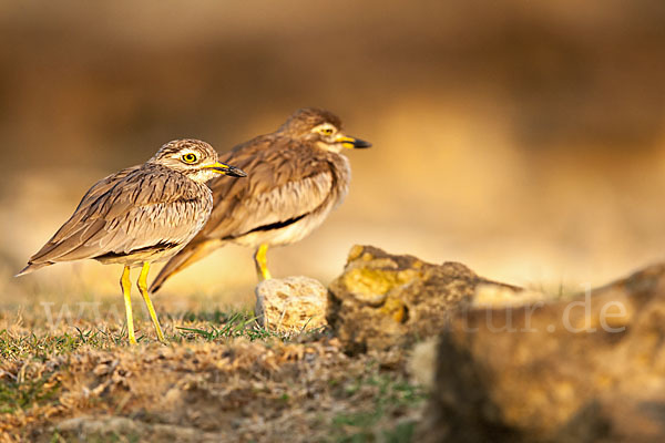 Senegaltriel (Burhinus senegalensis)