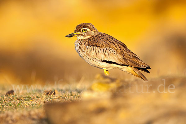 Senegaltriel (Burhinus senegalensis)