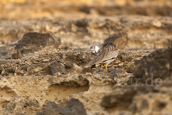 Senegaltriel (Burhinus senegalensis)