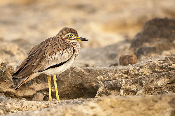 Senegaltriel (Burhinus senegalensis)