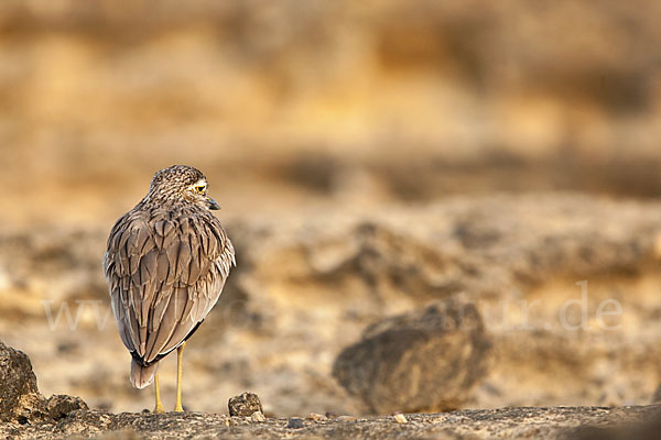 Senegaltriel (Burhinus senegalensis)