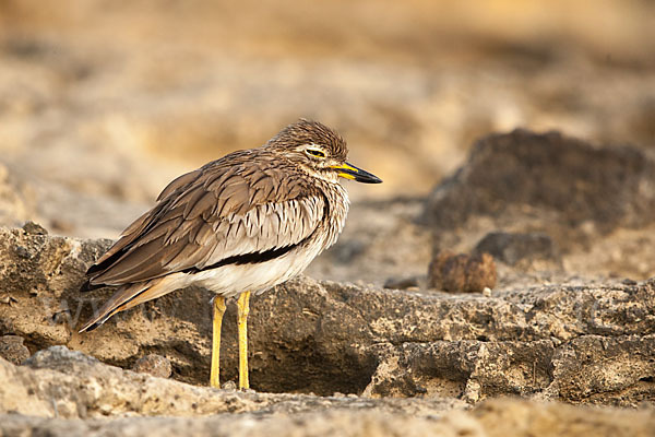 Senegaltriel (Burhinus senegalensis)