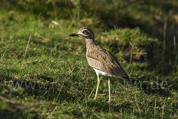 Senegaltriel (Burhinus senegalensis)