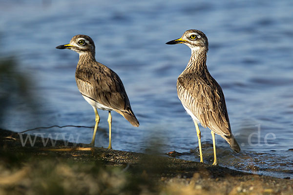 Senegaltriel (Burhinus senegalensis)