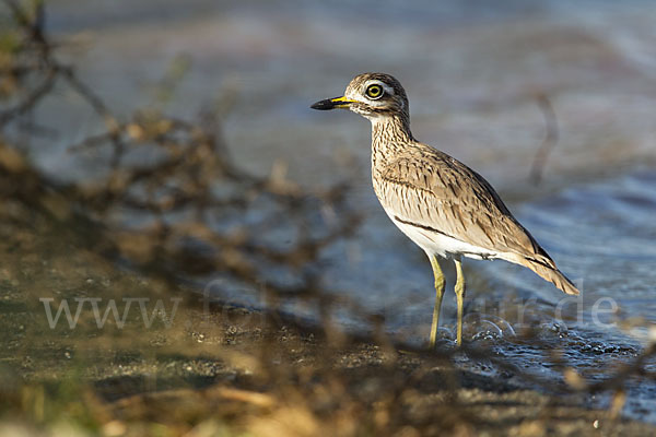 Senegaltriel (Burhinus senegalensis)