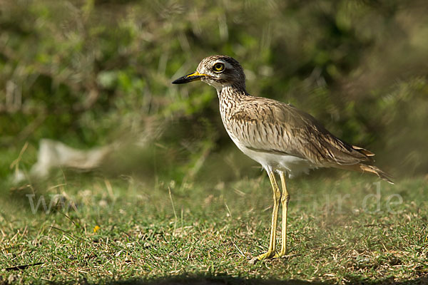 Senegaltriel (Burhinus senegalensis)