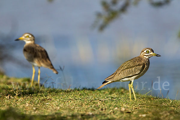 Senegaltriel (Burhinus senegalensis)