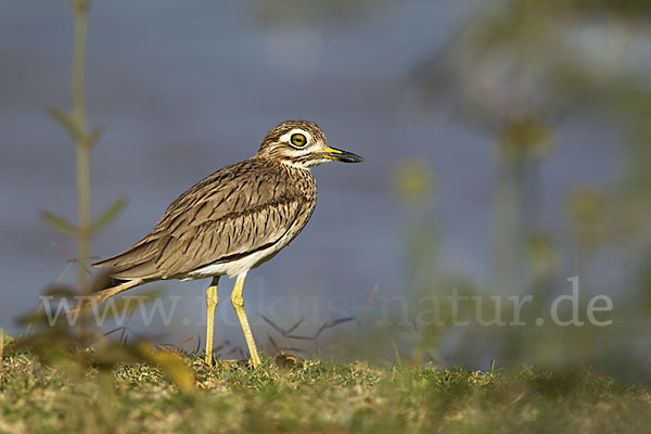 Senegaltriel (Burhinus senegalensis)