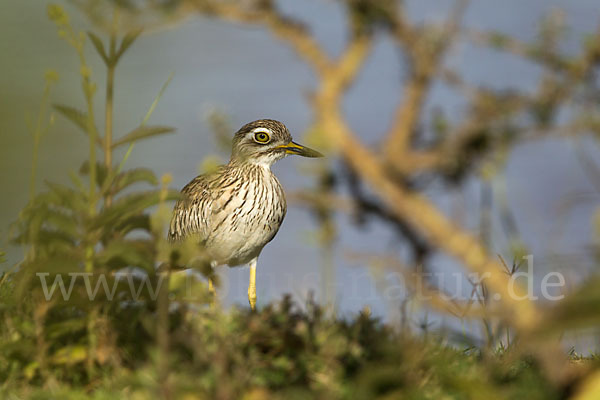 Senegaltriel (Burhinus senegalensis)