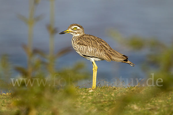 Senegaltriel (Burhinus senegalensis)