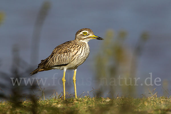 Senegaltriel (Burhinus senegalensis)