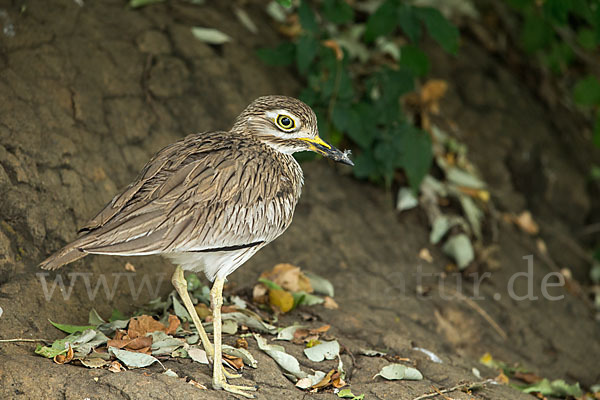 Senegaltriel (Burhinus senegalensis)