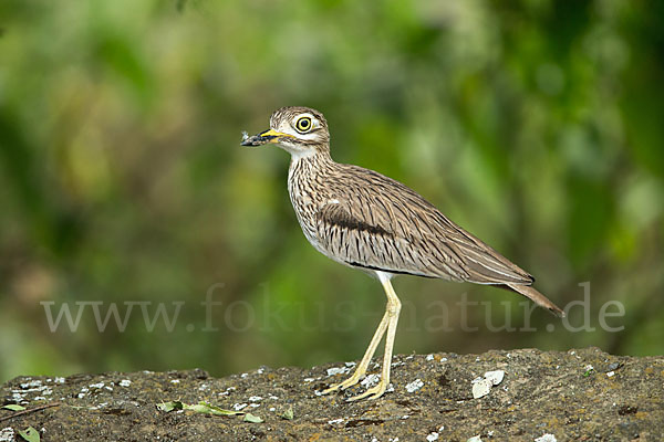 Senegaltriel (Burhinus senegalensis)