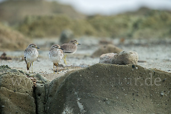 Senegaltriel (Burhinus senegalensis)