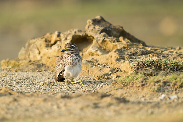 Senegaltriel (Burhinus senegalensis)