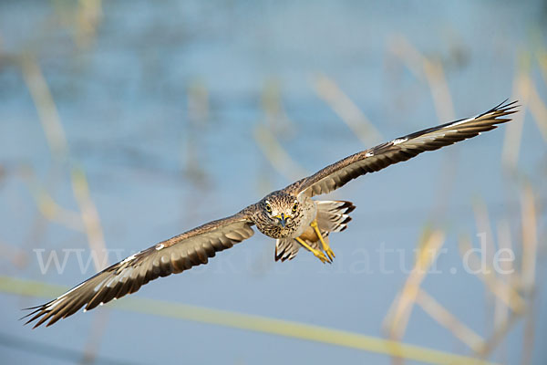 Senegaltriel (Burhinus senegalensis)