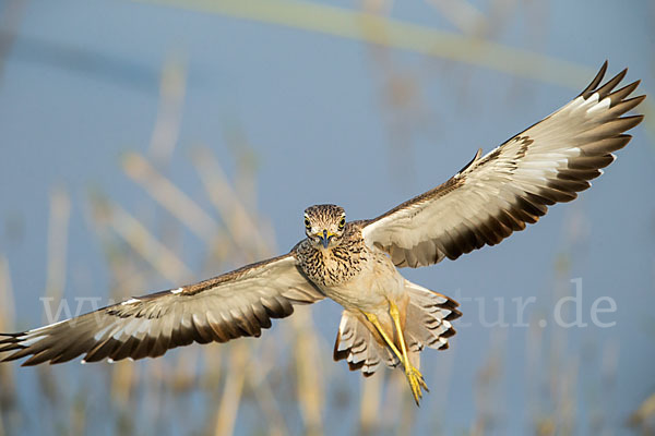 Senegaltriel (Burhinus senegalensis)