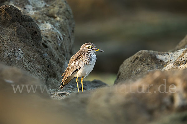 Senegaltriel (Burhinus senegalensis)