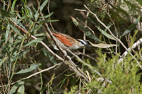 Senegaltschagra (Tchagra senegala)