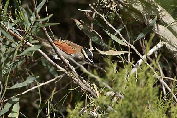 Senegaltschagra (Tchagra senegala)