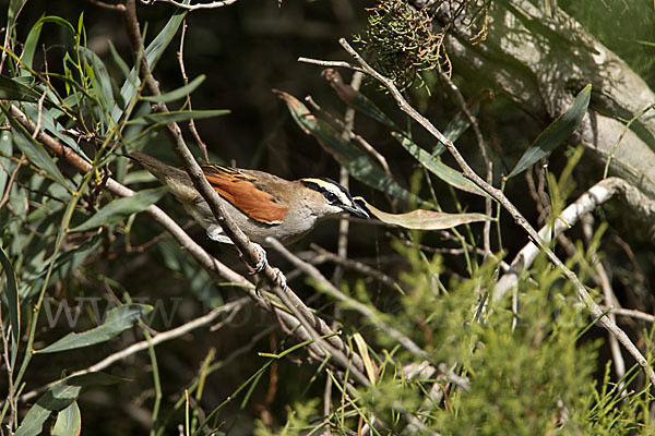 Senegaltschagra (Tchagra senegala)