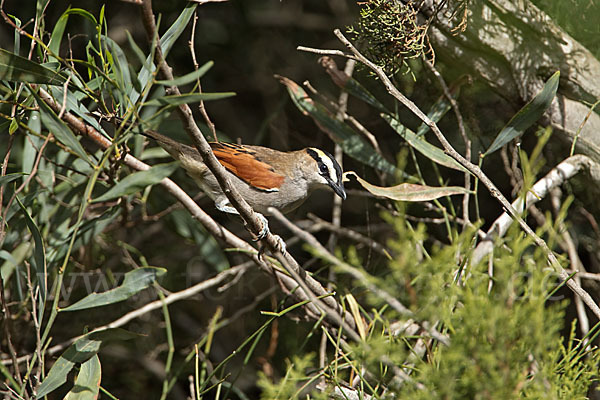 Senegaltschagra (Tchagra senegala)