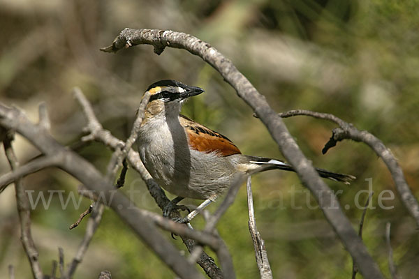 Senegaltschagra (Tchagra senegala)